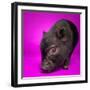 Black Pig-Square Dog Photography-Framed Photographic Print