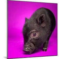 Black Pig-Square Dog Photography-Mounted Photographic Print