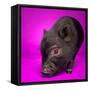 Black Pig-Square Dog Photography-Framed Stretched Canvas