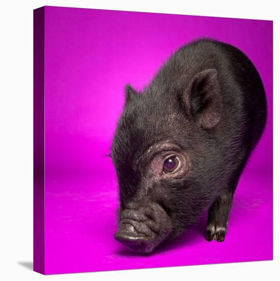 Black Pig-Square Dog Photography-Stretched Canvas