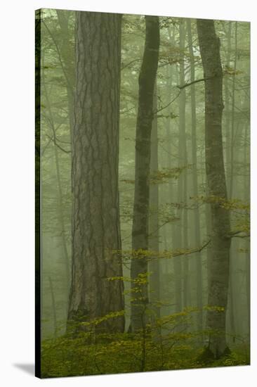 Black Pine (Pinus Nigra) and Beech Trunks in Mist, Crna Poda, Tara Canyon, Durmitor Np, Montenegro-Radisics-Stretched Canvas