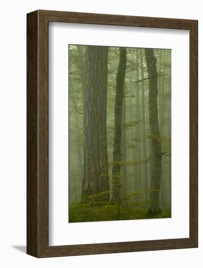 Black Pine (Pinus Nigra) and Beech Trunks in Mist, Crna Poda, Tara Canyon, Durmitor Np, Montenegro-Radisics-Framed Photographic Print