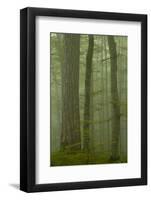 Black Pine (Pinus Nigra) and Beech Trunks in Mist, Crna Poda, Tara Canyon, Durmitor Np, Montenegro-Radisics-Framed Photographic Print