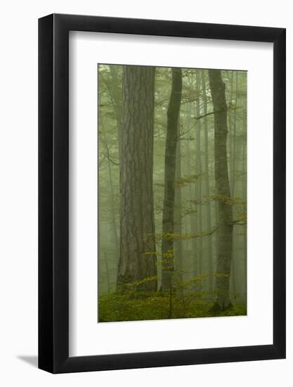 Black Pine (Pinus Nigra) and Beech Trunks in Mist, Crna Poda, Tara Canyon, Durmitor Np, Montenegro-Radisics-Framed Photographic Print