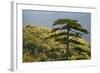 Black Pine (Pinus Nigra) in Forest Near Djurdjevica Tara, Tara Canyon, Durmitor Np, Montenegro-Radisics-Framed Photographic Print