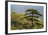 Black Pine (Pinus Nigra) in Forest Near Djurdjevica Tara, Tara Canyon, Durmitor Np, Montenegro-Radisics-Framed Photographic Print