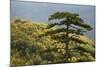 Black Pine (Pinus Nigra) in Forest Near Djurdjevica Tara, Tara Canyon, Durmitor Np, Montenegro-Radisics-Mounted Photographic Print