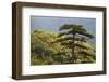 Black Pine (Pinus Nigra) in Forest Near Djurdjevica Tara, Tara Canyon, Durmitor Np, Montenegro-Radisics-Framed Photographic Print