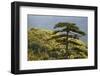 Black Pine (Pinus Nigra) in Forest Near Djurdjevica Tara, Tara Canyon, Durmitor Np, Montenegro-Radisics-Framed Photographic Print