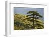 Black Pine (Pinus Nigra) in Forest Near Djurdjevica Tara, Tara Canyon, Durmitor Np, Montenegro-Radisics-Framed Photographic Print