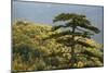 Black Pine (Pinus Nigra) in Forest Near Djurdjevica Tara, Tara Canyon, Durmitor Np, Montenegro-Radisics-Mounted Photographic Print