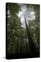 Black Pine (Pinus Nigra) Surrounded by Beech Trees, Tara Canyon, Durmitor Np, Montenegro-Radisics-Stretched Canvas