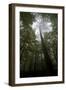 Black Pine (Pinus Nigra) Surrounded by Beech Trees, Tara Canyon, Durmitor Np, Montenegro-Radisics-Framed Photographic Print