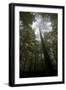 Black Pine (Pinus Nigra) Surrounded by Beech Trees, Tara Canyon, Durmitor Np, Montenegro-Radisics-Framed Photographic Print