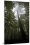 Black Pine (Pinus Nigra) Surrounded by Beech Trees, Tara Canyon, Durmitor Np, Montenegro-Radisics-Mounted Photographic Print