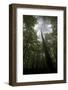 Black Pine (Pinus Nigra) Surrounded by Beech Trees, Tara Canyon, Durmitor Np, Montenegro-Radisics-Framed Photographic Print