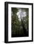 Black Pine (Pinus Nigra) Surrounded by Beech Trees, Tara Canyon, Durmitor Np, Montenegro-Radisics-Framed Photographic Print