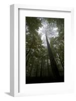 Black Pine (Pinus Nigra) Surrounded by Beech Trees, Tara Canyon, Durmitor Np, Montenegro-Radisics-Framed Photographic Print