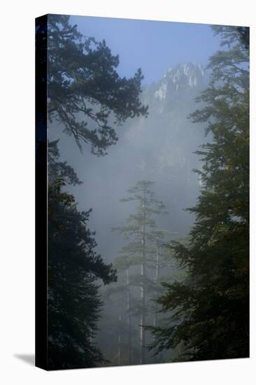 Black Pines, Distant Mountain in Light Mist, Crna Poda Nr, Tara Canyon, Durmitor Np, Montenegro-Radisics-Stretched Canvas