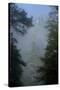 Black Pines, Distant Mountain in Light Mist, Crna Poda Nr, Tara Canyon, Durmitor Np, Montenegro-Radisics-Stretched Canvas