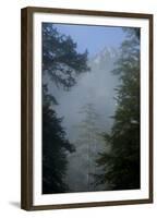 Black Pines, Distant Mountain in Light Mist, Crna Poda Nr, Tara Canyon, Durmitor Np, Montenegro-Radisics-Framed Premium Photographic Print