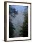Black Pines, Distant Mountain in Light Mist, Crna Poda Nr, Tara Canyon, Durmitor Np, Montenegro-Radisics-Framed Premium Photographic Print