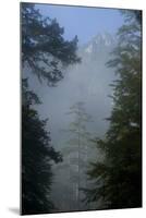 Black Pines, Distant Mountain in Light Mist, Crna Poda Nr, Tara Canyon, Durmitor Np, Montenegro-Radisics-Mounted Premium Photographic Print