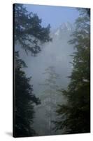 Black Pines, Distant Mountain in Light Mist, Crna Poda Nr, Tara Canyon, Durmitor Np, Montenegro-Radisics-Stretched Canvas