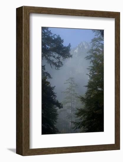 Black Pines, Distant Mountain in Light Mist, Crna Poda Nr, Tara Canyon, Durmitor Np, Montenegro-Radisics-Framed Photographic Print