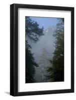 Black Pines, Distant Mountain in Light Mist, Crna Poda Nr, Tara Canyon, Durmitor Np, Montenegro-Radisics-Framed Photographic Print