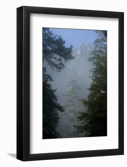 Black Pines, Distant Mountain in Light Mist, Crna Poda Nr, Tara Canyon, Durmitor Np, Montenegro-Radisics-Framed Photographic Print