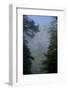 Black Pines, Distant Mountain in Light Mist, Crna Poda Nr, Tara Canyon, Durmitor Np, Montenegro-Radisics-Framed Photographic Print