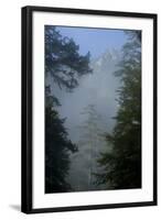 Black Pines, Distant Mountain in Light Mist, Crna Poda Nr, Tara Canyon, Durmitor Np, Montenegro-Radisics-Framed Photographic Print