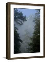 Black Pines, Distant Mountain in Light Mist, Crna Poda Nr, Tara Canyon, Durmitor Np, Montenegro-Radisics-Framed Photographic Print