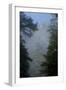 Black Pines, Distant Mountain in Light Mist, Crna Poda Nr, Tara Canyon, Durmitor Np, Montenegro-Radisics-Framed Photographic Print