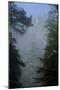 Black Pines, Distant Mountain in Light Mist, Crna Poda Nr, Tara Canyon, Durmitor Np, Montenegro-Radisics-Mounted Photographic Print