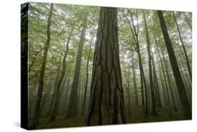 Black Pines (Pinus Nigra) and Beech Trees in Mist, Crna Poda, Tara Canyon, Durmitor Np, Montenegro-Radisics-Stretched Canvas