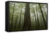Black Pines (Pinus Nigra) and Beech Trees in Mist, Crna Poda, Tara Canyon, Durmitor Np, Montenegro-Radisics-Framed Stretched Canvas