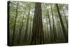 Black Pines (Pinus Nigra) and Beech Trees in Mist, Crna Poda, Tara Canyon, Durmitor Np, Montenegro-Radisics-Stretched Canvas