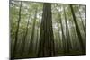 Black Pines (Pinus Nigra) and Beech Trees in Mist, Crna Poda, Tara Canyon, Durmitor Np, Montenegro-Radisics-Mounted Photographic Print