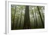 Black Pines (Pinus Nigra) and Beech Trees in Mist, Crna Poda, Tara Canyon, Durmitor Np, Montenegro-Radisics-Framed Photographic Print