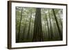 Black Pines (Pinus Nigra) and Beech Trees in Mist, Crna Poda, Tara Canyon, Durmitor Np, Montenegro-Radisics-Framed Photographic Print