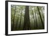 Black Pines (Pinus Nigra) and Beech Trees in Mist, Crna Poda, Tara Canyon, Durmitor Np, Montenegro-Radisics-Framed Photographic Print