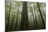 Black Pines (Pinus Nigra) and Beech Trees in Mist, Crna Poda, Tara Canyon, Durmitor Np, Montenegro-Radisics-Mounted Photographic Print