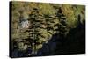 Black Pines (Pinus Nigra) Growing on Rock Ridge, Silhouetted Against Beech Forest, Montenegro-Radisics-Stretched Canvas