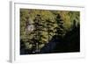 Black Pines (Pinus Nigra) Growing on Rock Ridge, Silhouetted Against Beech Forest, Montenegro-Radisics-Framed Photographic Print