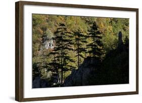 Black Pines (Pinus Nigra) Growing on Rock Ridge, Silhouetted Against Beech Forest, Montenegro-Radisics-Framed Photographic Print