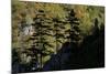 Black Pines (Pinus Nigra) Growing on Rock Ridge, Silhouetted Against Beech Forest, Montenegro-Radisics-Mounted Photographic Print