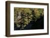 Black Pines (Pinus Nigra) Growing on Rock Ridge, Silhouetted Against Beech Forest, Montenegro-Radisics-Framed Photographic Print