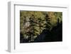 Black Pines (Pinus Nigra) Growing on Rock Ridge, Silhouetted Against Beech Forest, Montenegro-Radisics-Framed Photographic Print